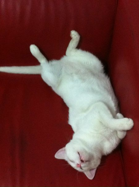 №42, Pal Gendlerenok, Иерусалим №42, Pal Gendlerenok, Иерусалим