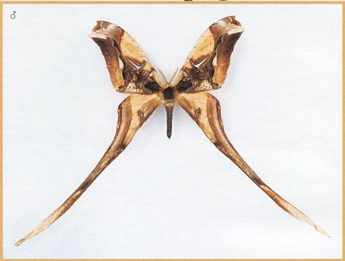 №104, Мефисто Каверина, Севастополь №104, Мефисто Каверина, Севастополь