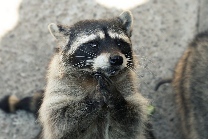 Кирилл Коврижко | Москва