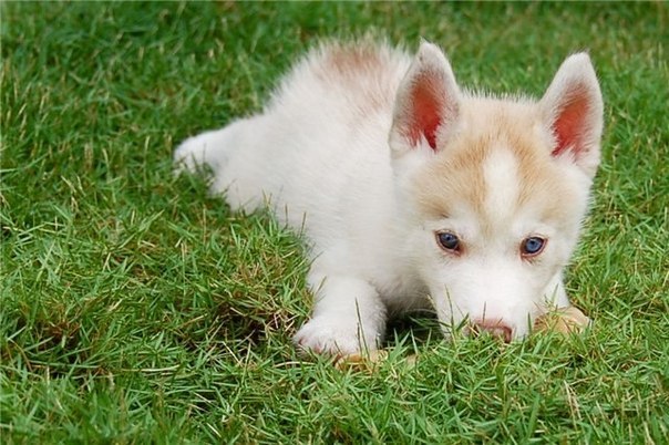 №20, Том Собакевич №20, Том Собакевич