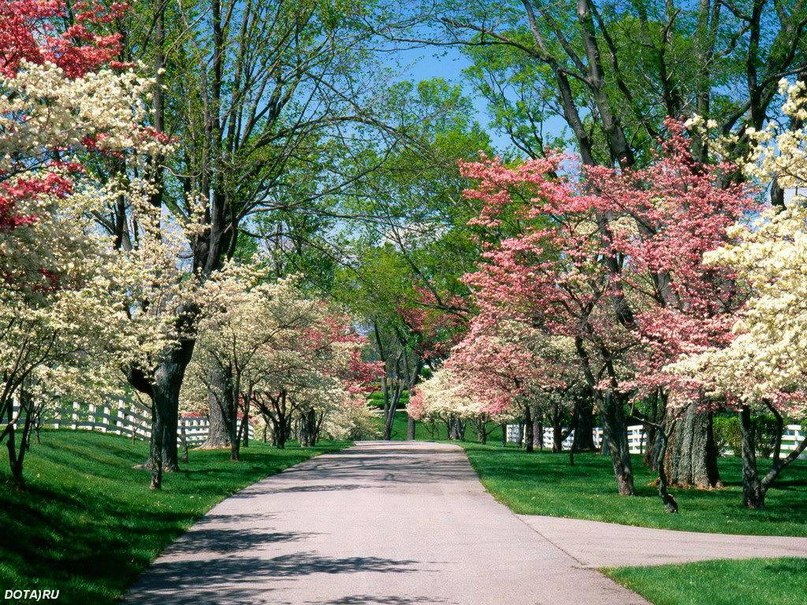 Светуля Светикова | Delmas