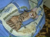 №32 Карина Фирхо : профиль, фото, статус - ВКонтакте