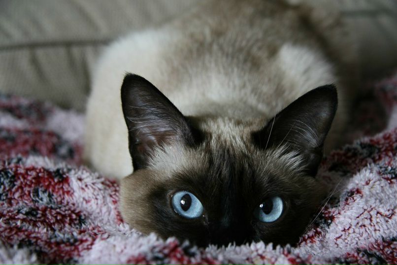 Роман Рощинский | Москва