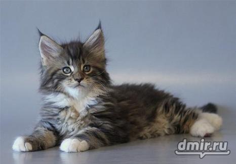 Юлия Шмидт | Санкт-Петербург