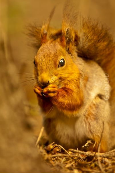 №86, Геннадий Шевченко, Харьков №86, Геннадий Шевченко, Харьков