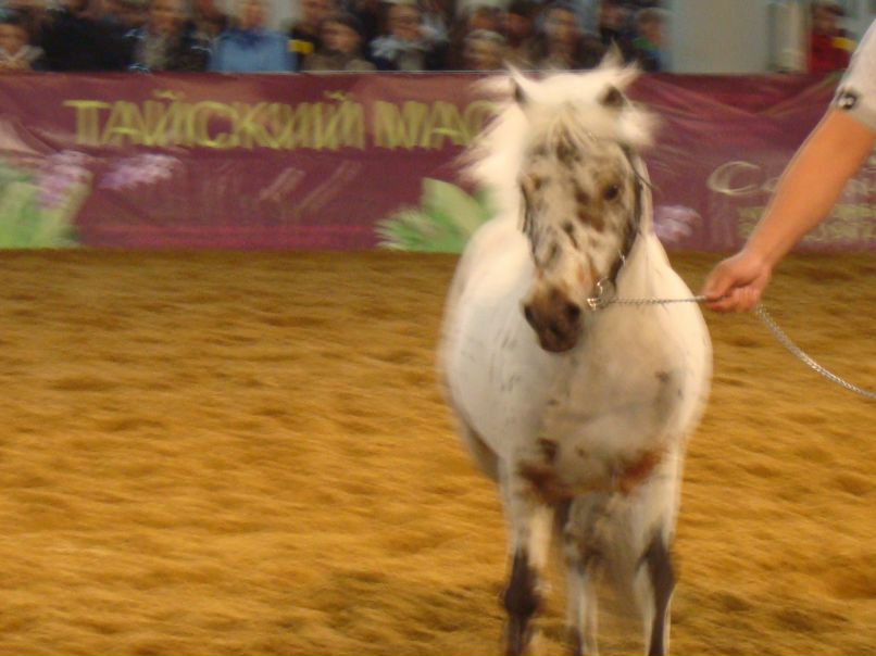 Макс Коваленко | Санкт-Петербург