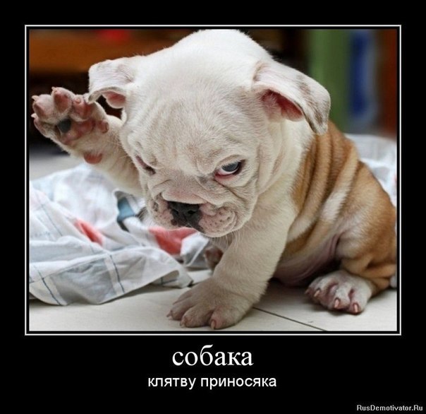 Андрей Солопаев ВЕСЁЛКИН АНДРЮСИК ТРУМПУМПУСИК АРКАДЬЕВИЧ | Минск