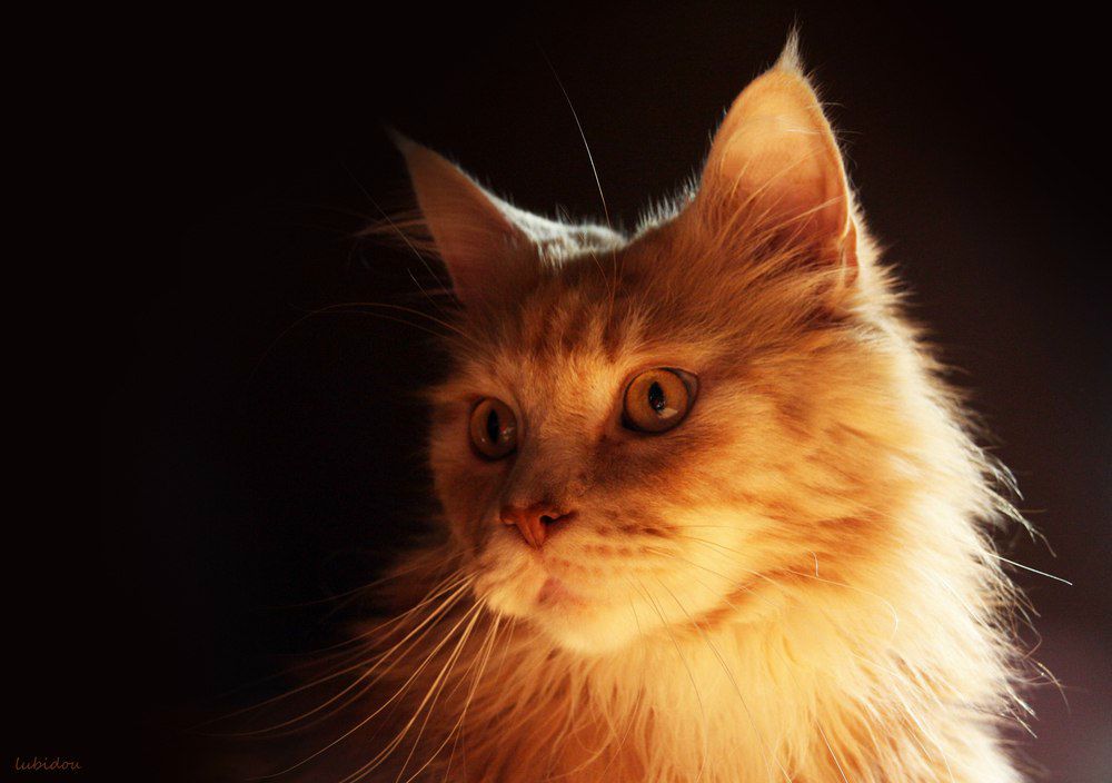 Николай Бадаев | Киев