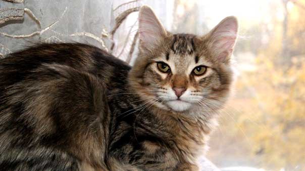 Надя Леманн | Калининград