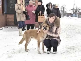 Хатико из Колодезной