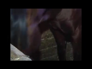 Кабардинская порода лошадей