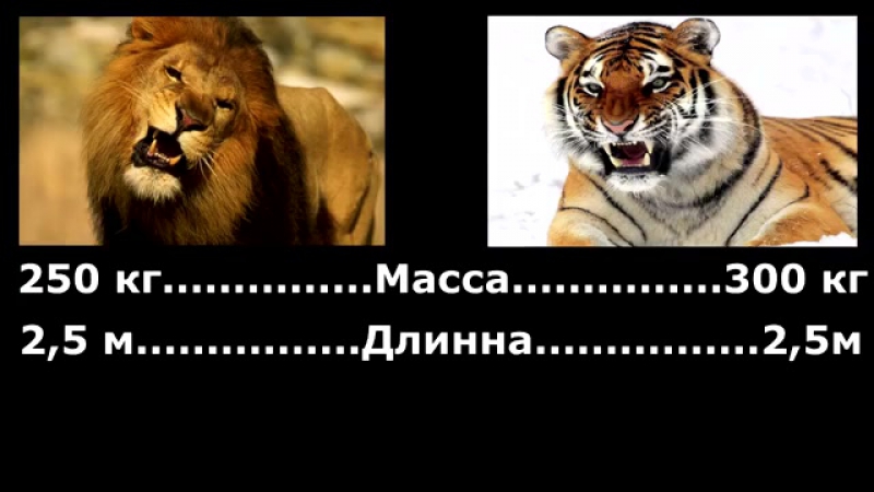 VERSUS. Лев против Тигра, кто