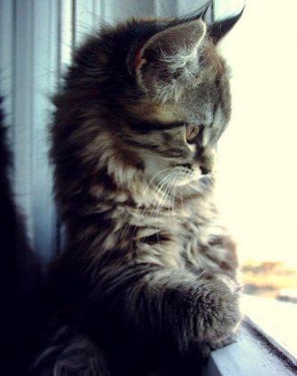 №44, Наталья Варламова, 38 лет, Череповец №44, Наталья Варламова, 38 лет, Череповец