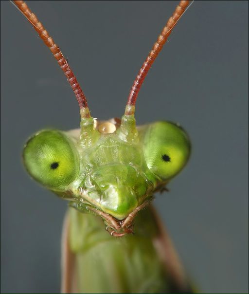 №1, Гоша Ширяев №1, Гоша Ширяев