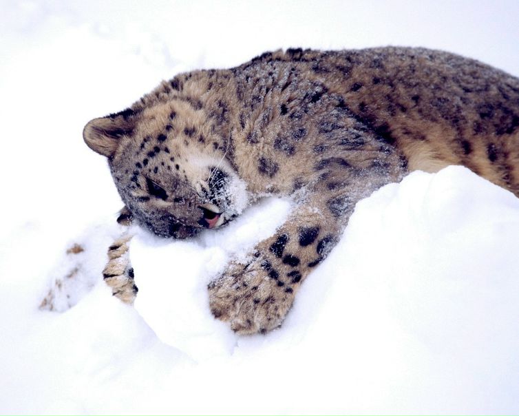 №13, Helen Moody, Витебск №13, Helen Moody, Витебск