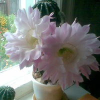 Наталья Суслова