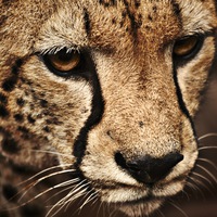 Юрий Калинин