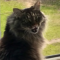 Кошка Мурка