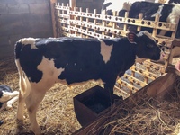 Золотой Телёнок - ферма в деревне Поджигородово