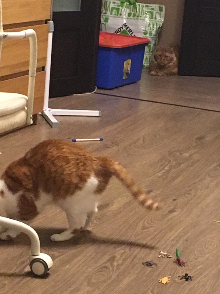 Кошки в нашей жизни. Кошки и все, что с ними связано.