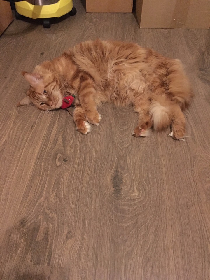 Кошки в нашей жизни. Кошки и все, что с ними связано.