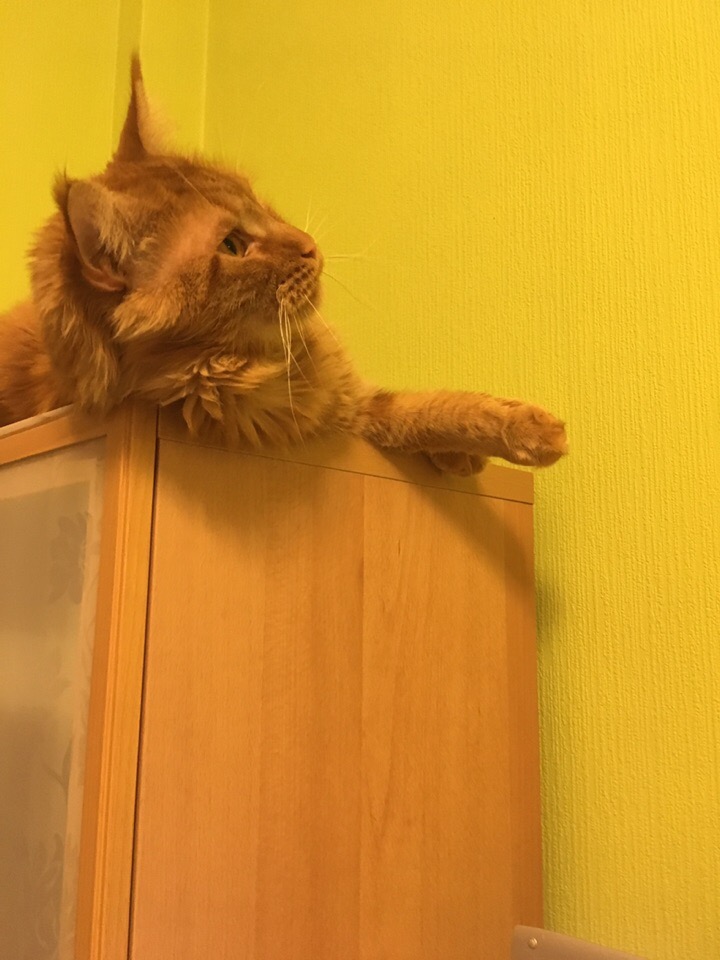 Кошки в нашей жизни. Кошки и все, что с ними связано.