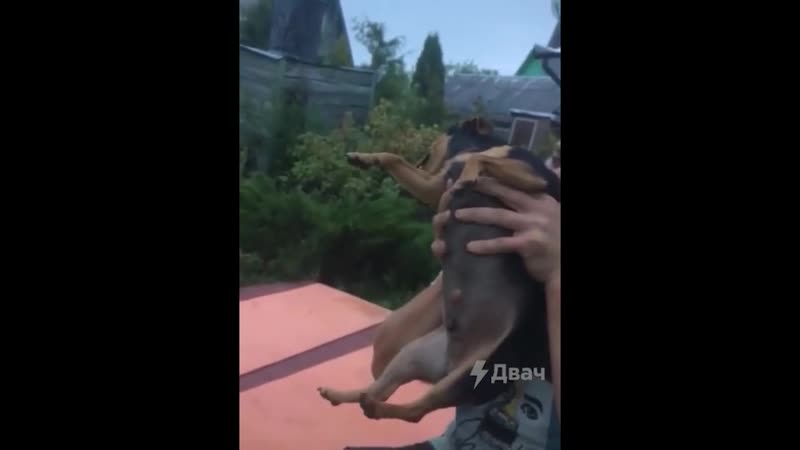 BFG DOG