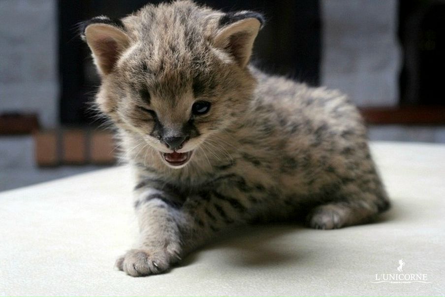 №85, Надежда Гасанова, Баку №85, Надежда Гасанова, Баку