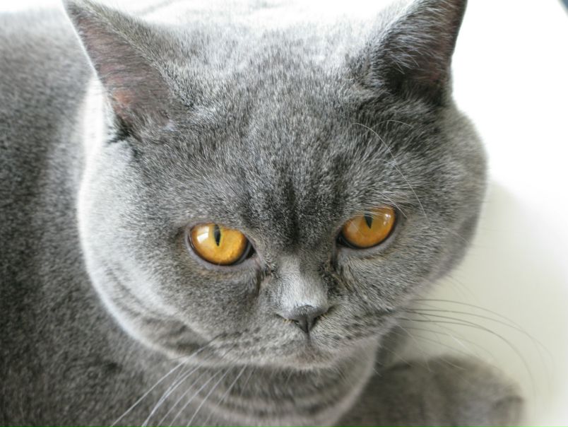 №4, Надежда Беляева, Москва №4, Надежда Беляева, Москва