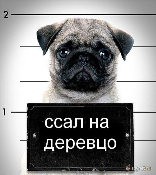 №31, Жанна Хомченко, Чебоксары №31, Жанна Хомченко, Чебоксары