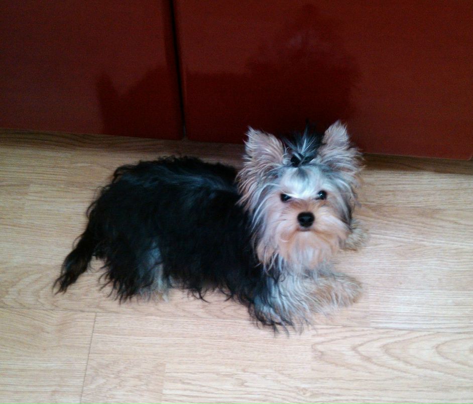 Оля Горшкова | Хулимсунт