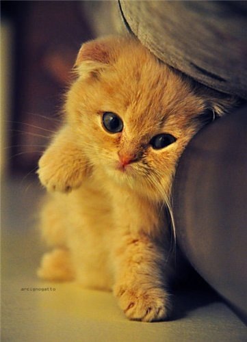 Вероника Лесницкая | Минск