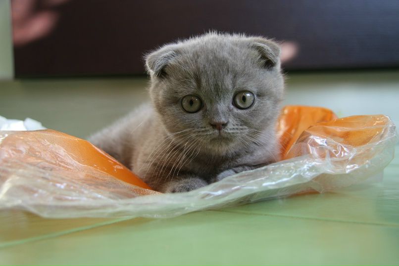 Анна Кондрашова | Санкт-Петербург