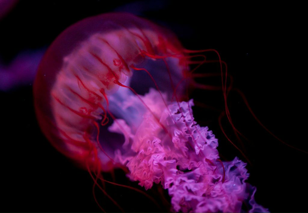 Сергей Пушкин | Москва