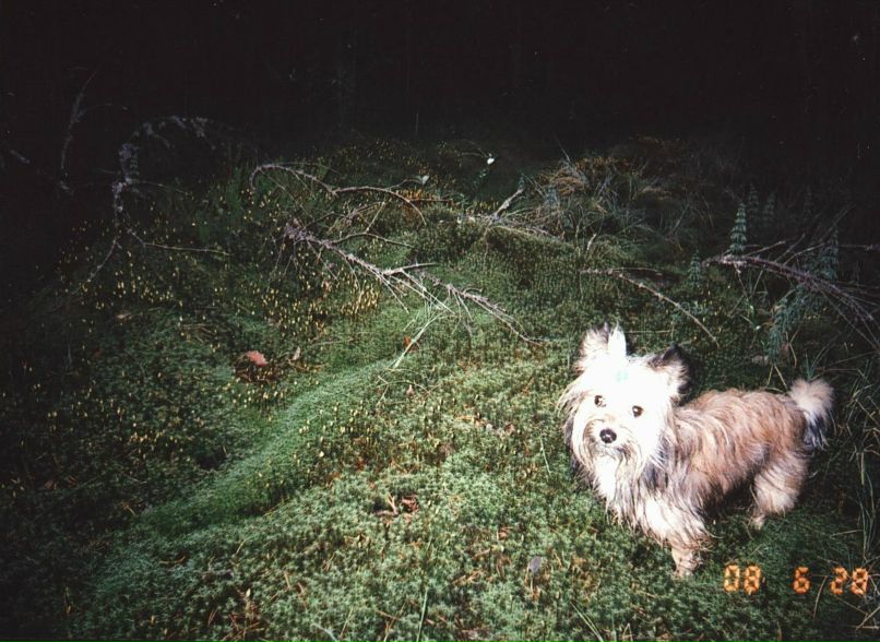 Елена Назарова | Надвоицы (пгт)