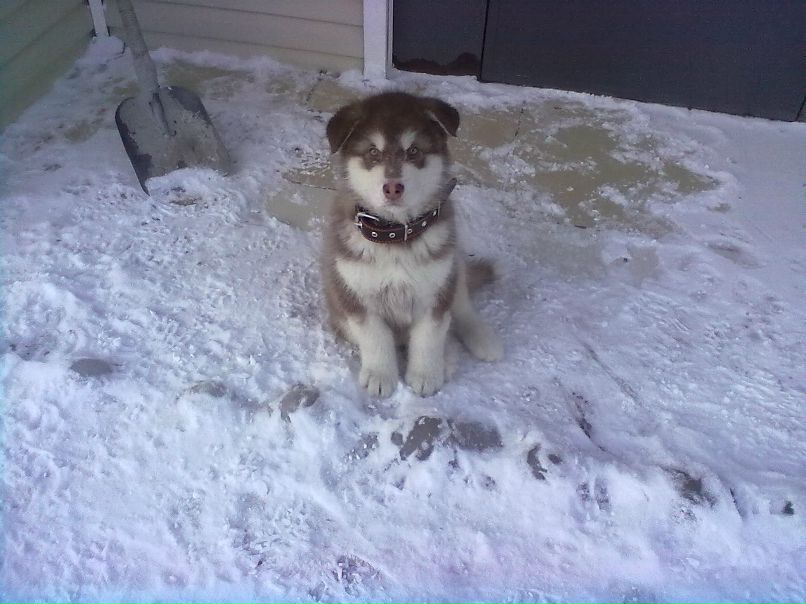 Александр Автаев | 