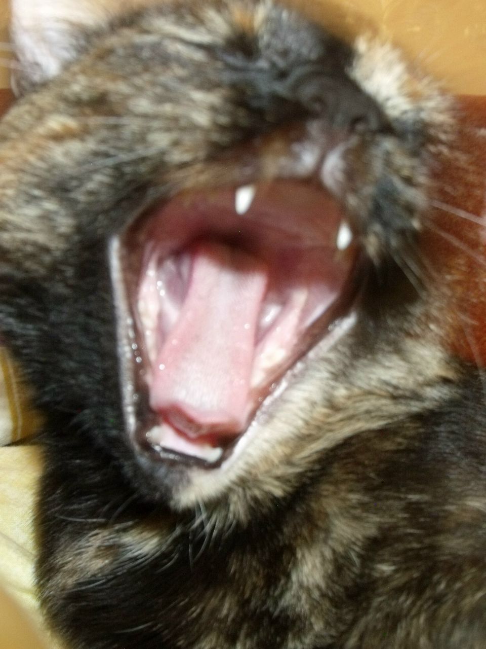 Злата Иванова | 