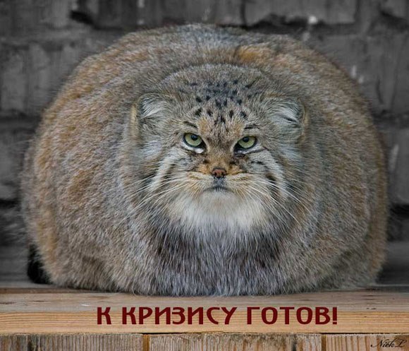 Котёнок Гав по имени | 