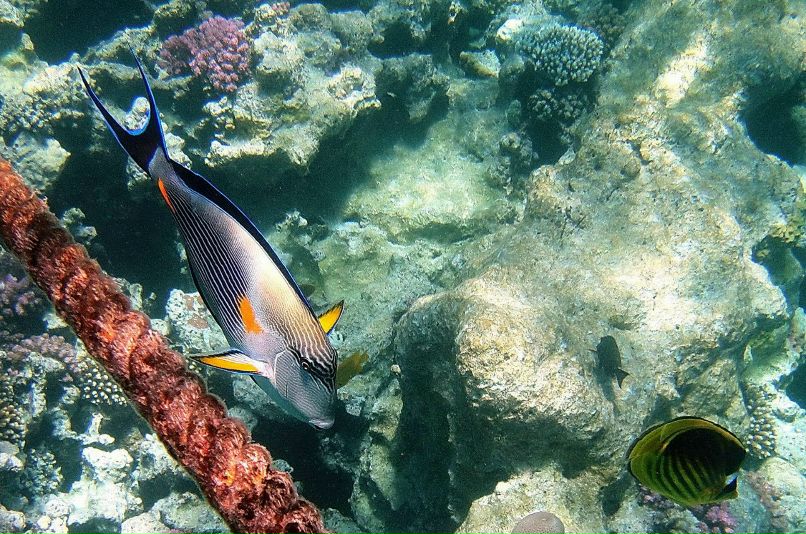 Александр Кирпичёнок | Санкт-Петербург