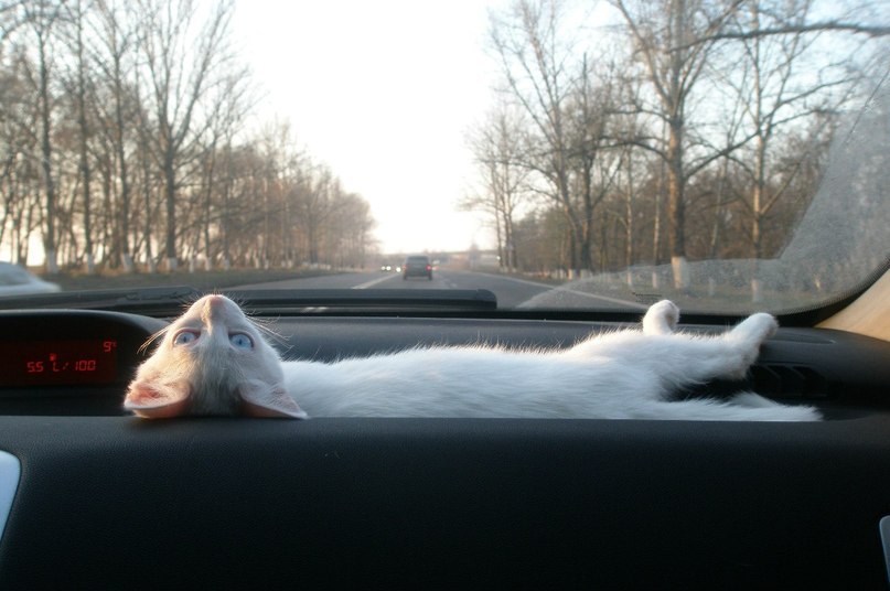 Яна Алекса | 