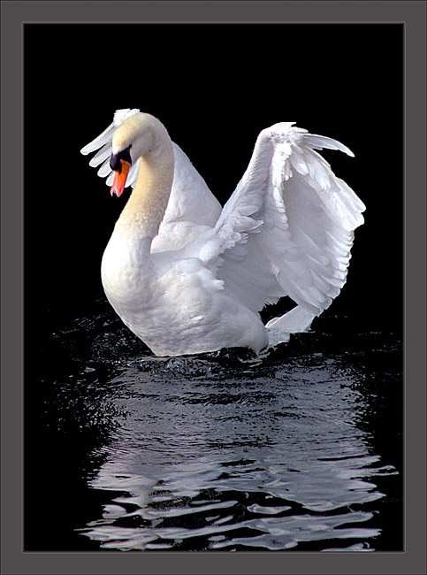 Алёнчик Крассовская ~LaNSaDa~ | Екатеринбург