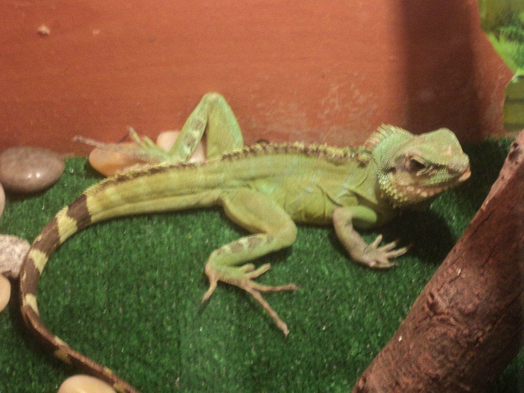 Александр Кузнецов | Чайковский