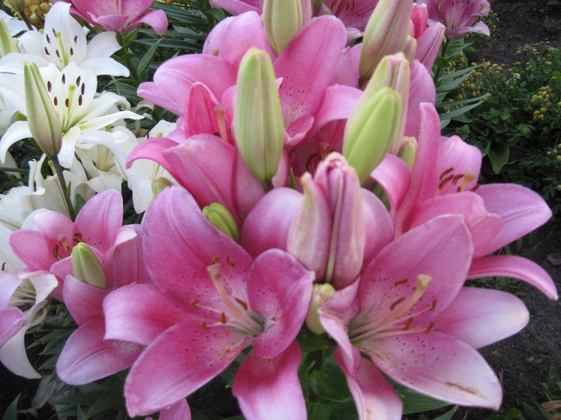 Ольга Мячина | 