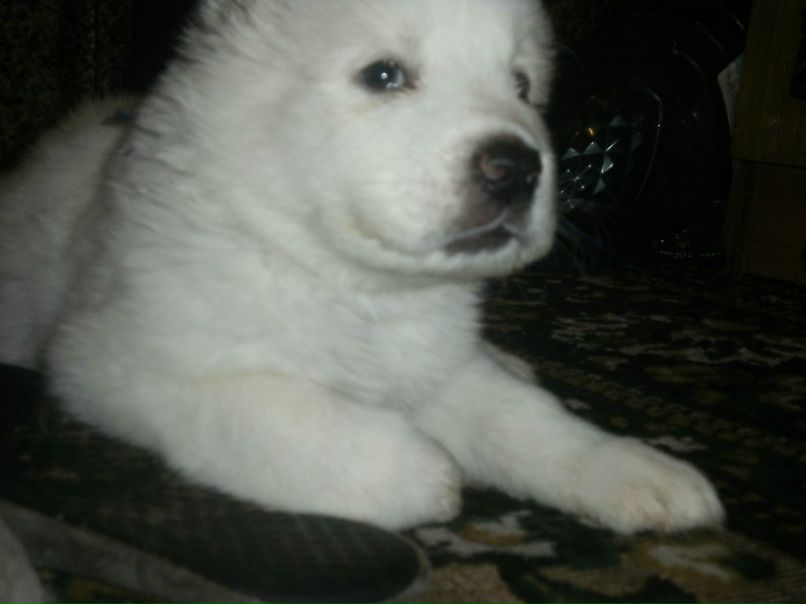 Ирина Дэльса Щенки Алабая)) | Донецк