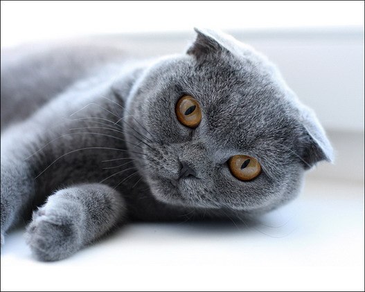 №124, Виктор Медвидь, Черновцы №124, Виктор Медвидь, Черновцы