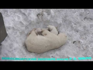 Герда играет с медвежатами. Часть 2.