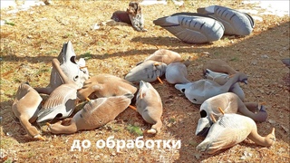 Как покрасить чучела белолобых гусей