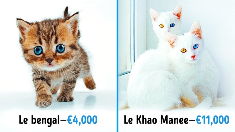 19 Chats Sublimes Qui Coûtent Une