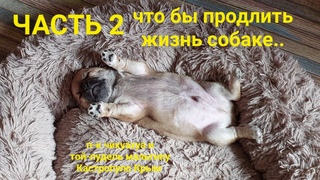 ЧАСТЬ 2 чтобы собака жила долго и счастливо питомник чихуахуа и той-пудель мальтипу Кастропуло Крым