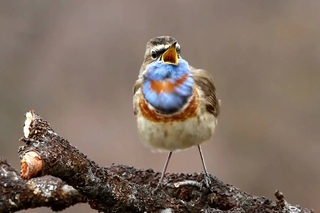 Bluethroat/ Варакушка (Luscinia svecica)
